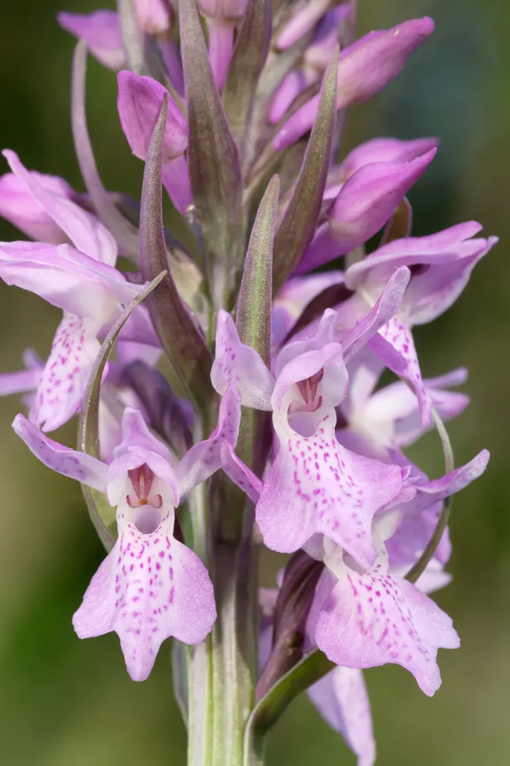 Fuchs' Geflecktes Knabenkraut (Dactylorhiza fuchsii)